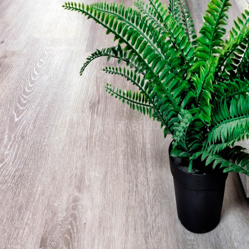 Ясень Серый