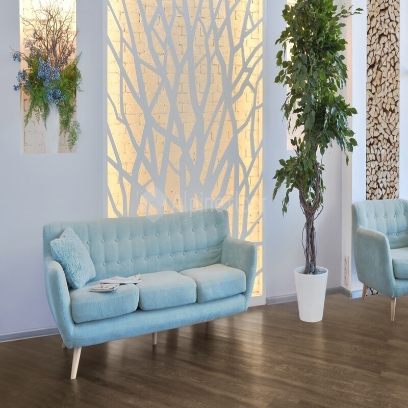 Дуб Рустикальный